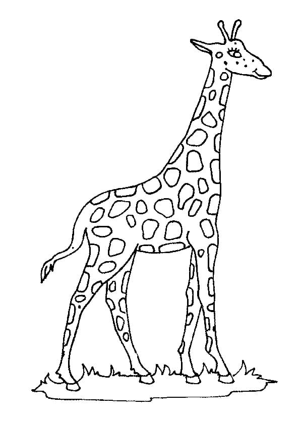 Жираф в полный рост