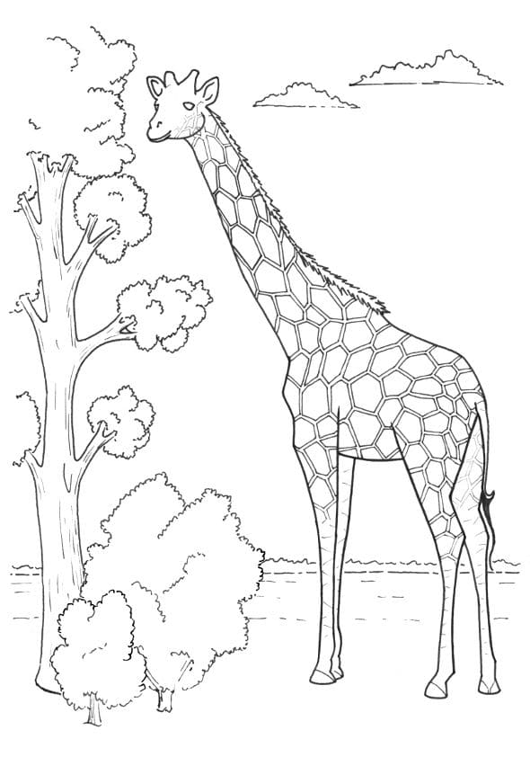 Жираф высокий как дерево