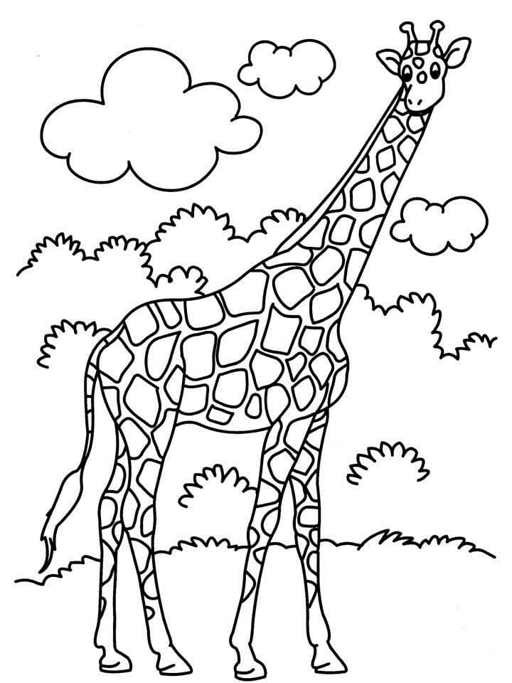 Жираф гуляет