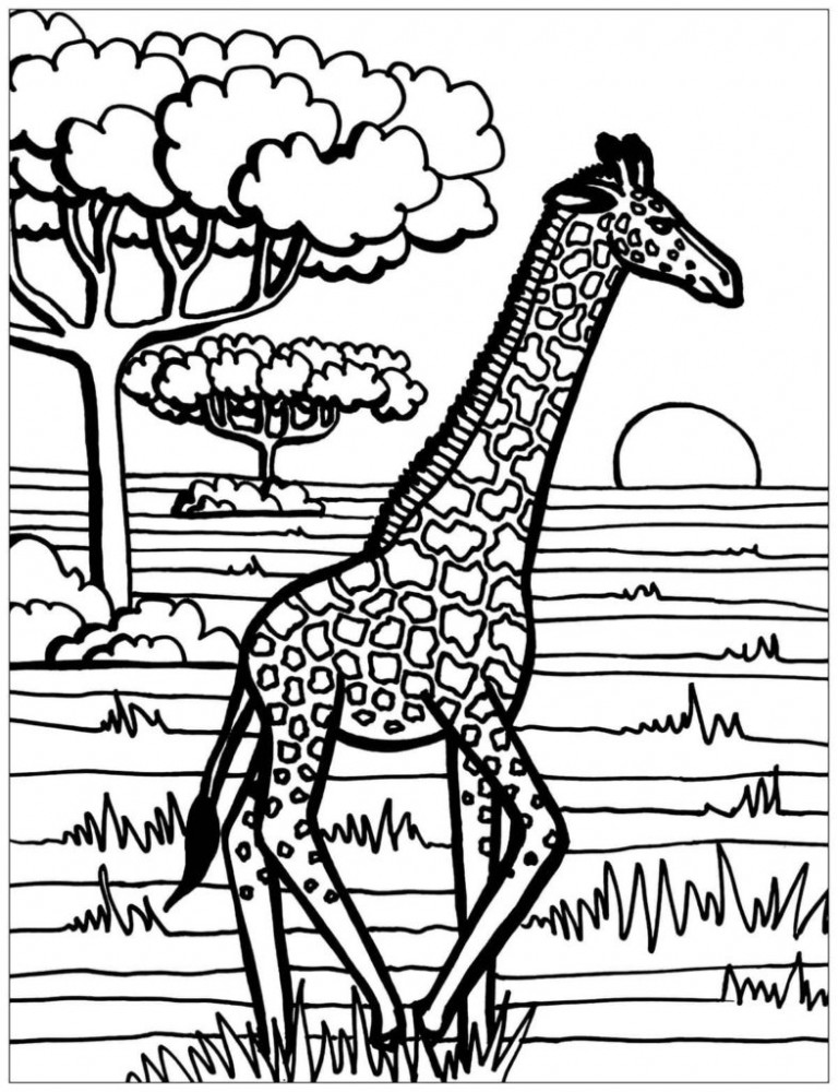 Жираф на природе