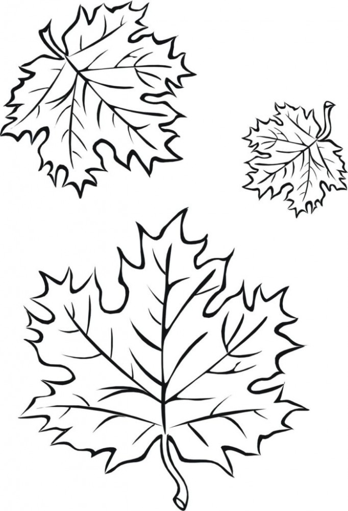 Раскраска кленовые листья