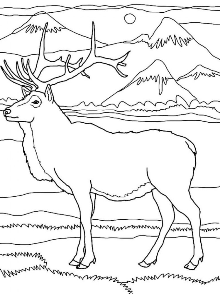 Плакат-раскраска «Животные севера» (60х см)