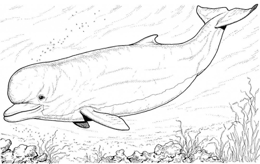 Реалистичная раскраска дельфина