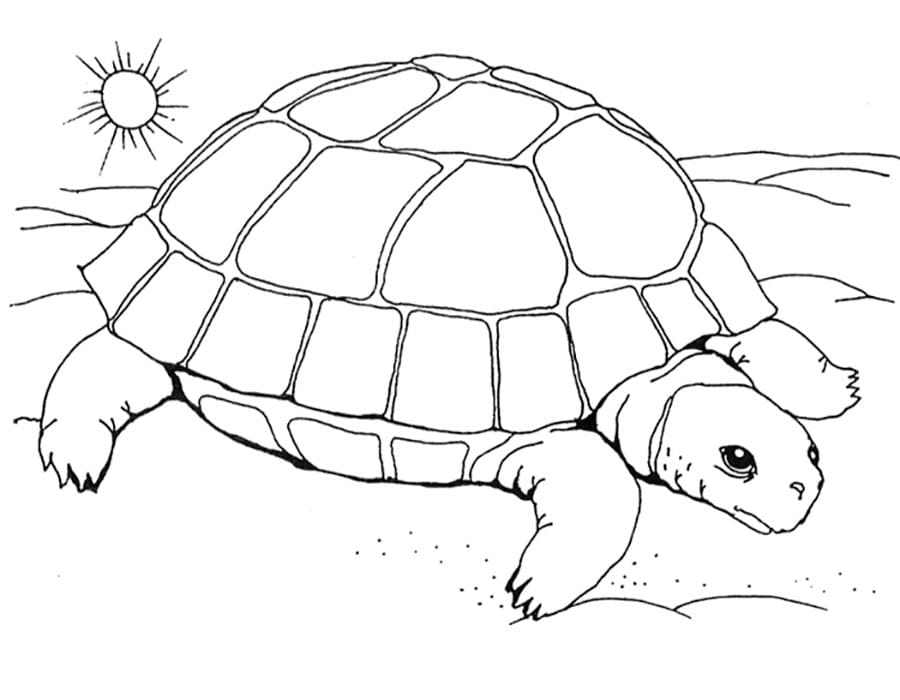 Черепаха греется на солнышке.