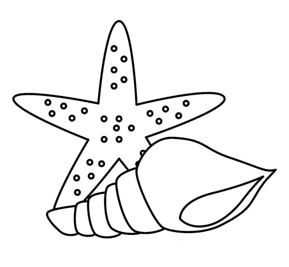 Морская звезда и ракушка