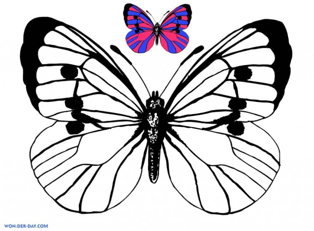 Бабочка с цветной картинкой