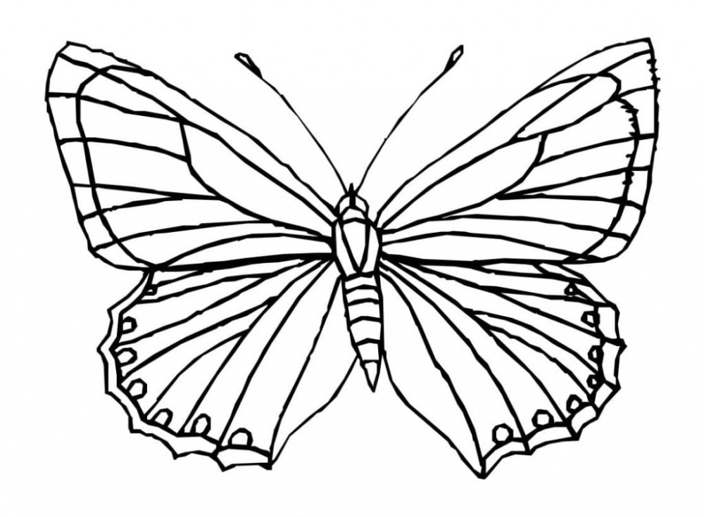 Раскраски Бабочки - распечатать бесплатно