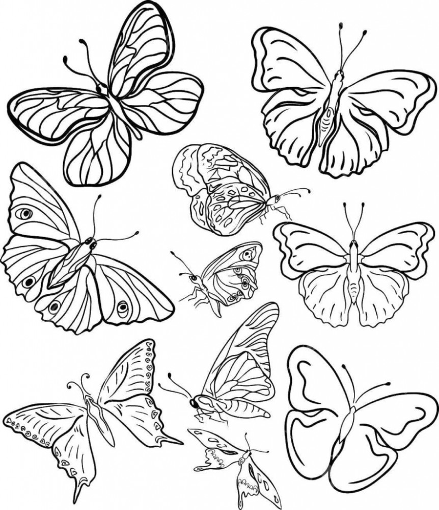 Очень много бабочек на одной картинке