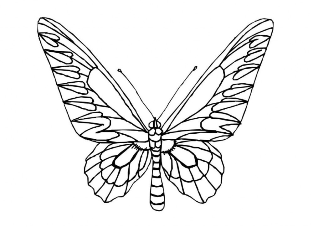 Радужная бабочка