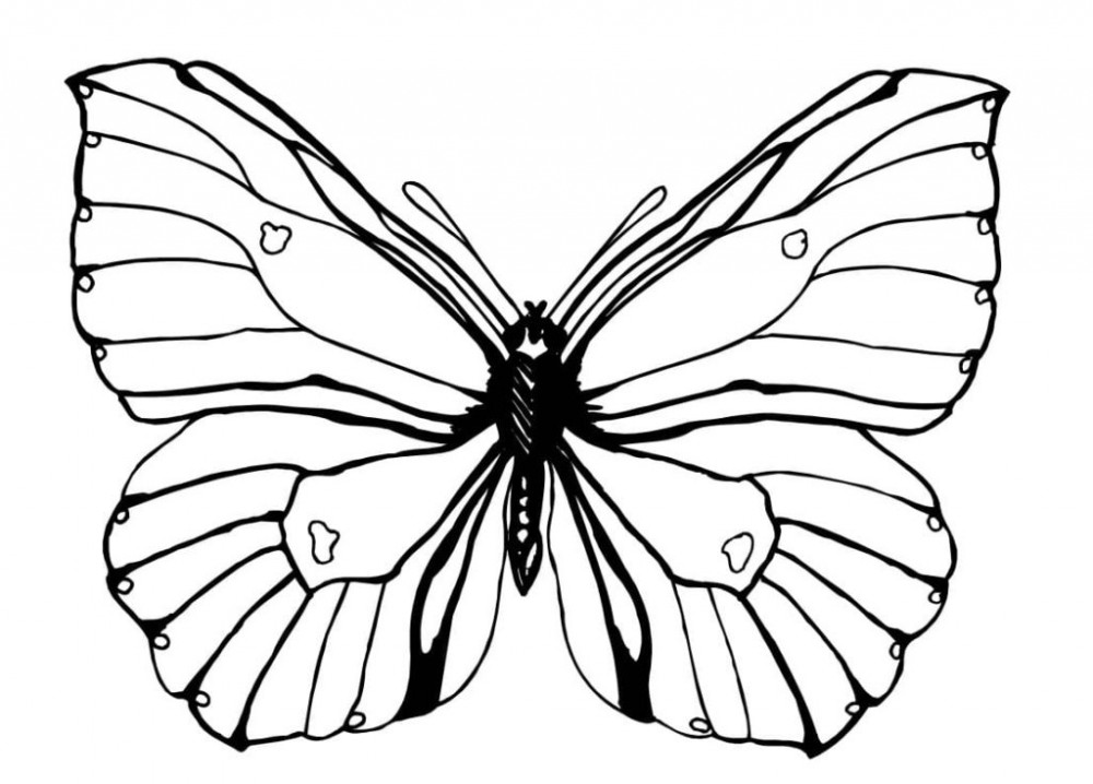 Экзотическая бабочка