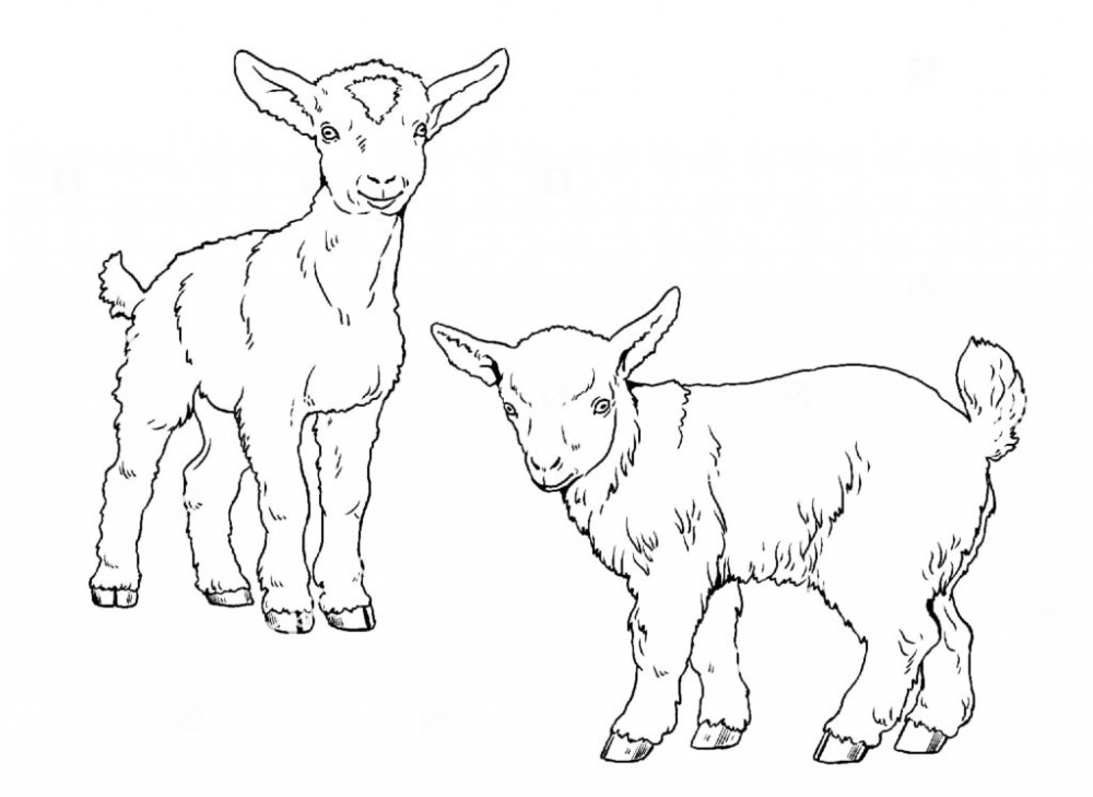 Раскраски коз, овечек, барашков