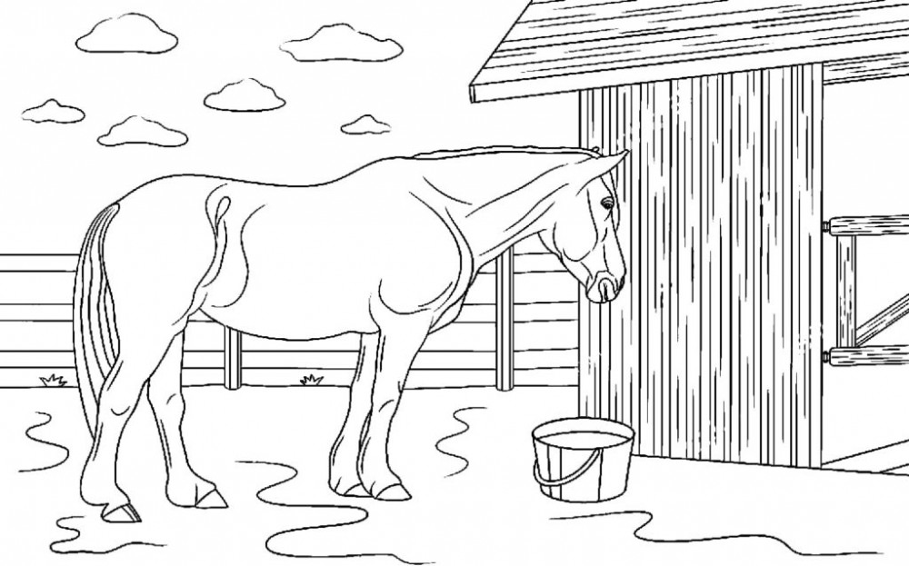 Лошадь пьет воду