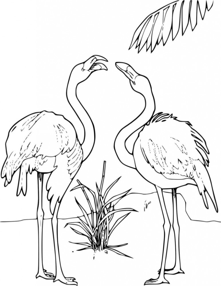 Два фламинго в окружении пышных растений