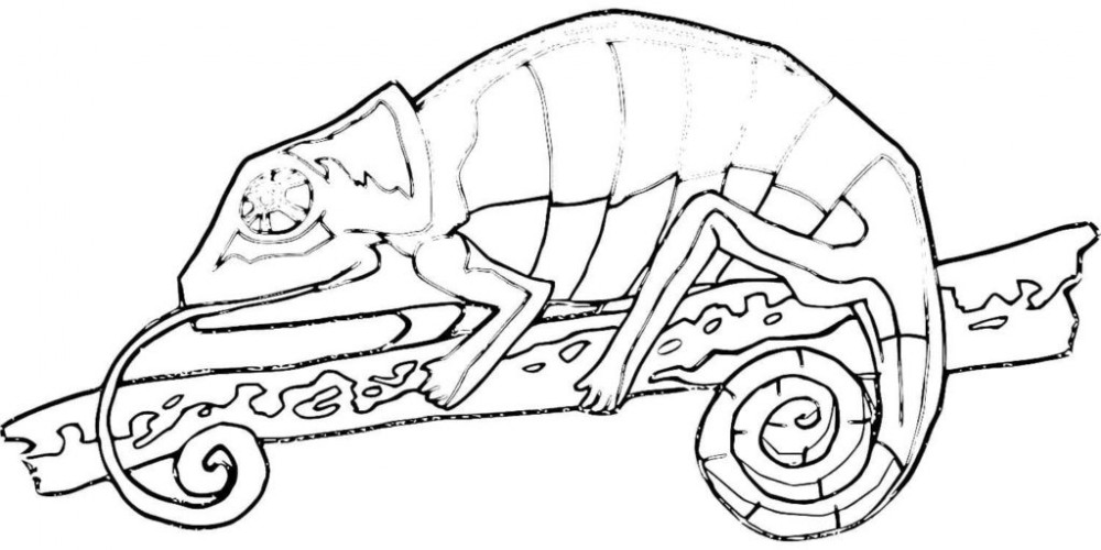 Раскраска хамелеон скачать и распечатать