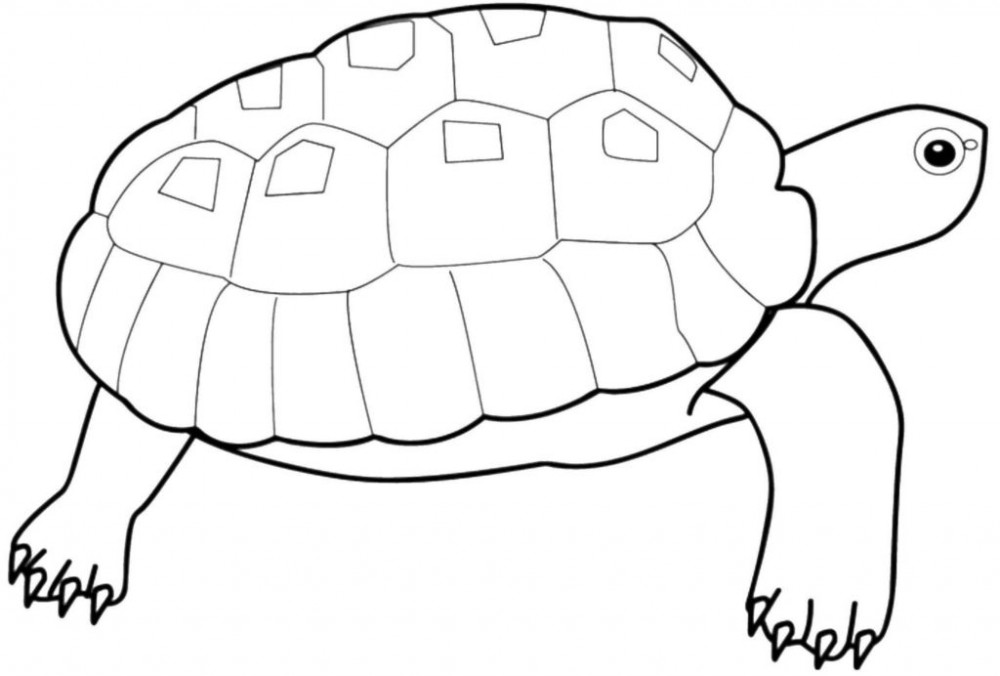 Большая черепаха
