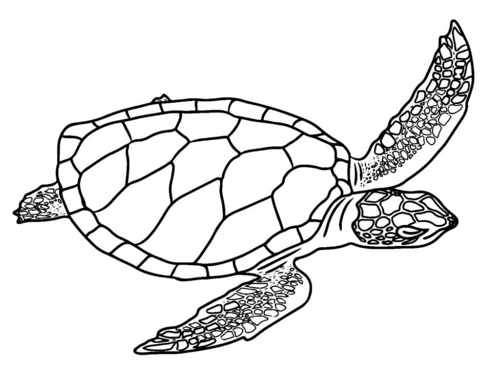 Раскраски Моя (на спирали) Морская черепаха