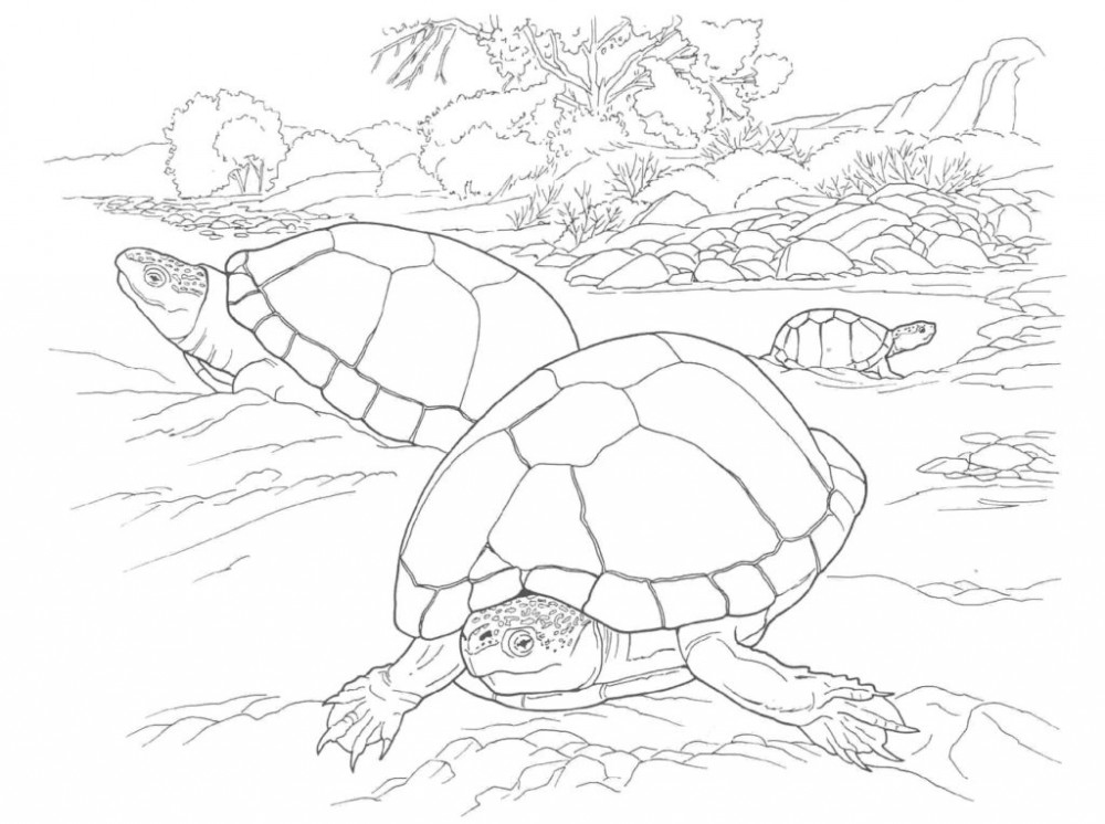 Черепахи на берегу озера
