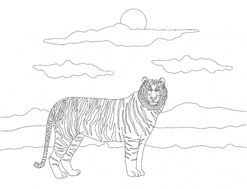 Тигр на природе