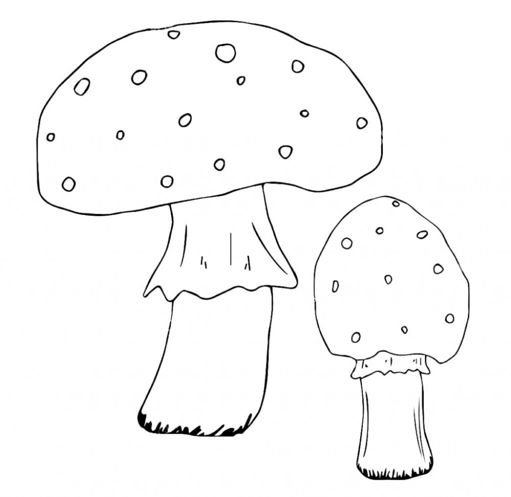 Два грибы