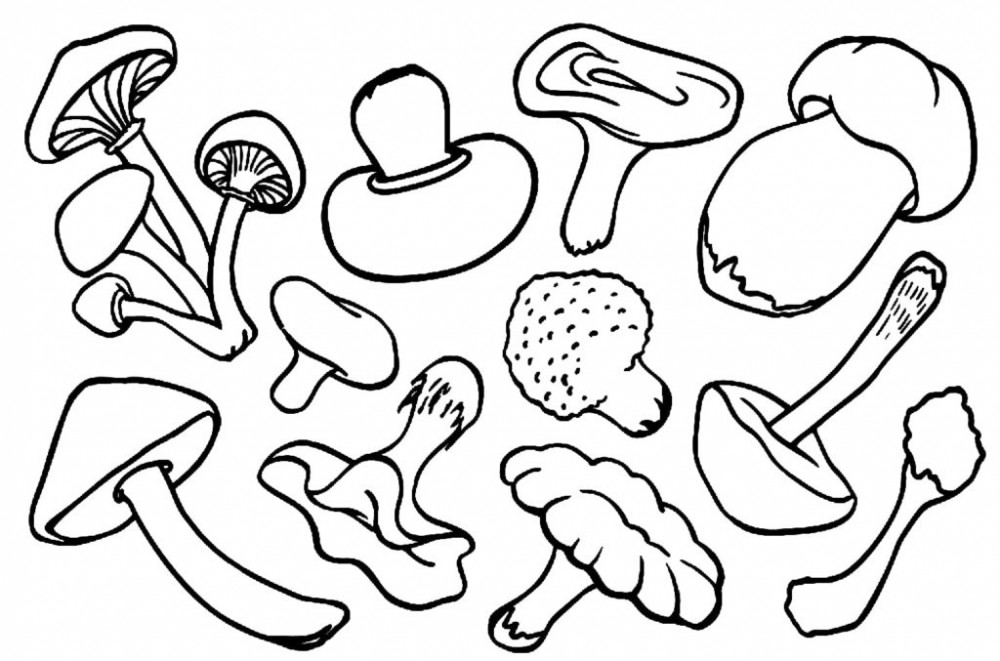 Разные виды грибов