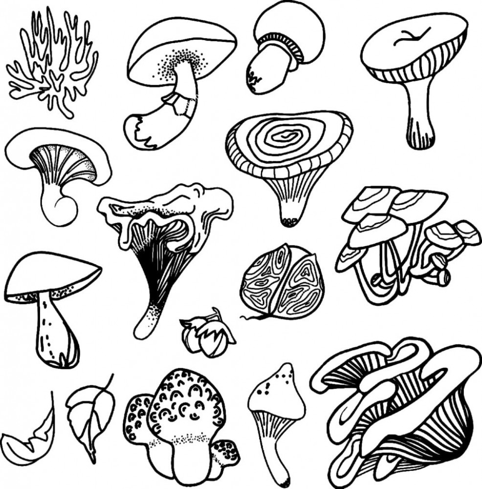 Разные виды грибов на одной картинке
