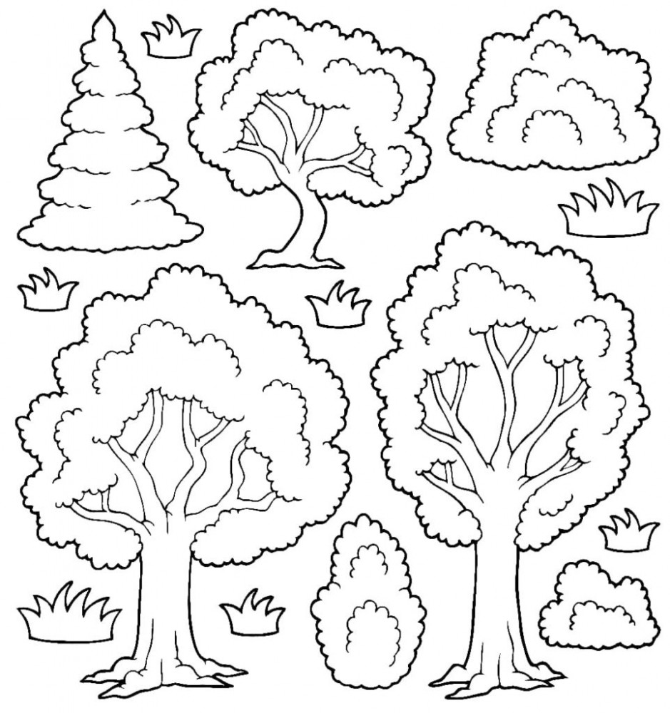 Разные виды деревьев