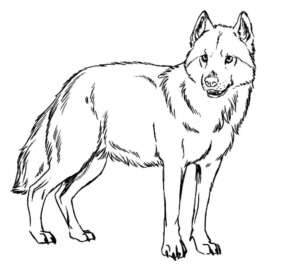 Раскраска волк – Математические картинки