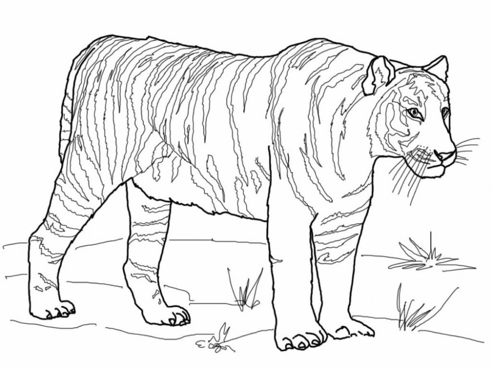 Большой тигр