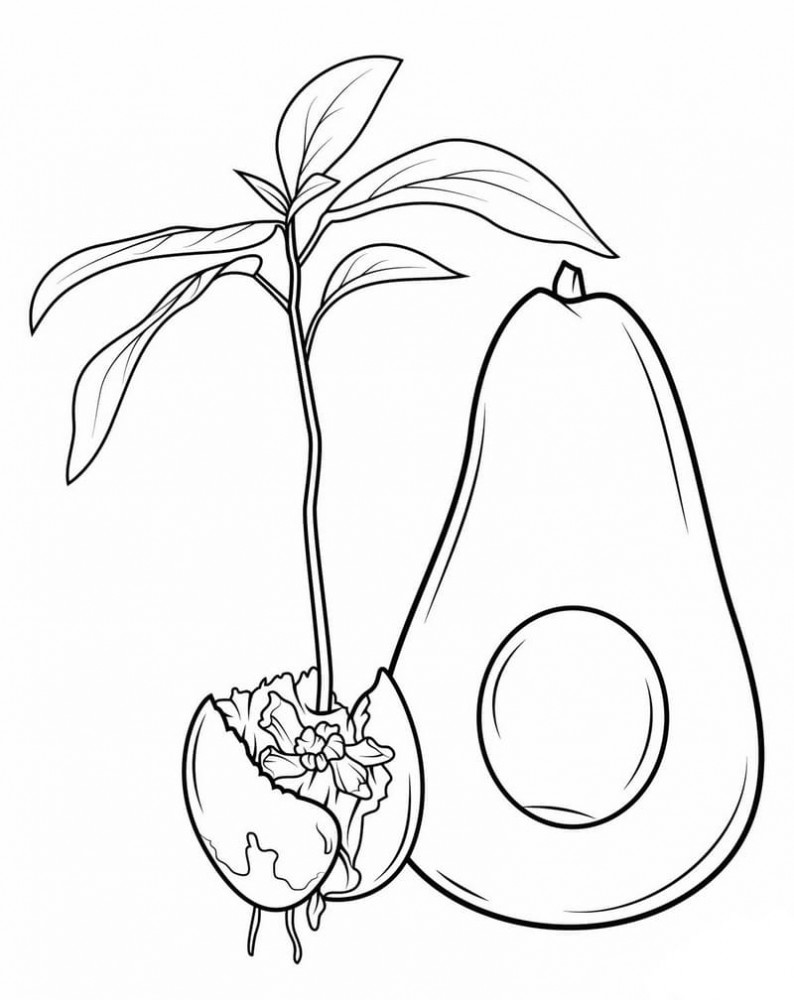 Авокадо – вечнозеленое дерево, растущее только в жарком климате, с плодами грушевидной формы с крупной косточкой внутри