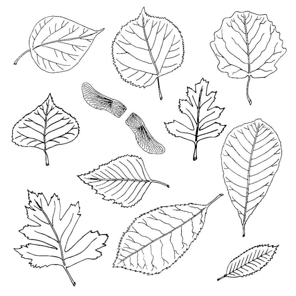Много разных листьев