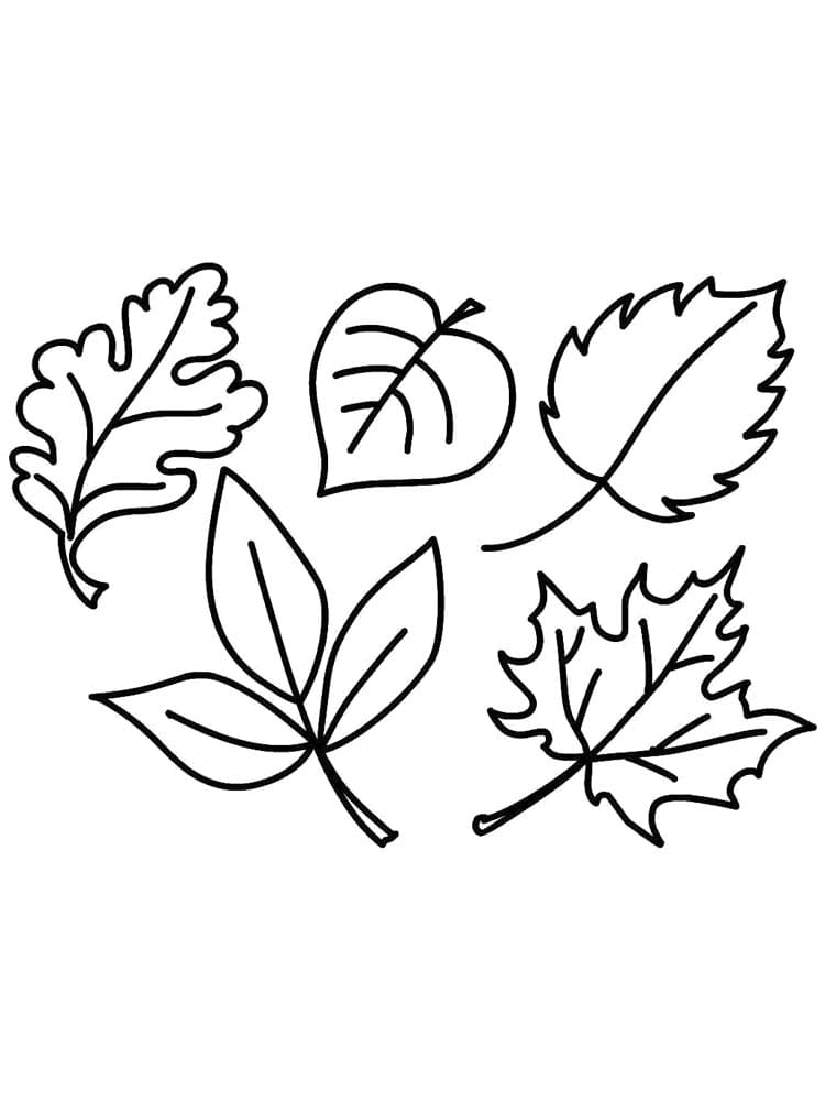Набор осенних листьев