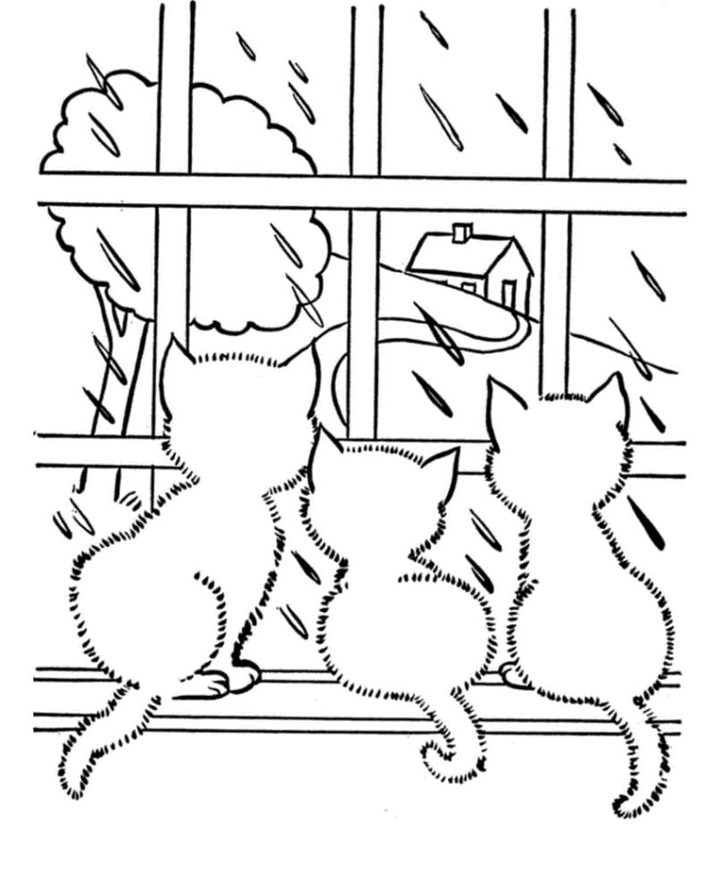 Котята наблюдают, как за окном идет дождь