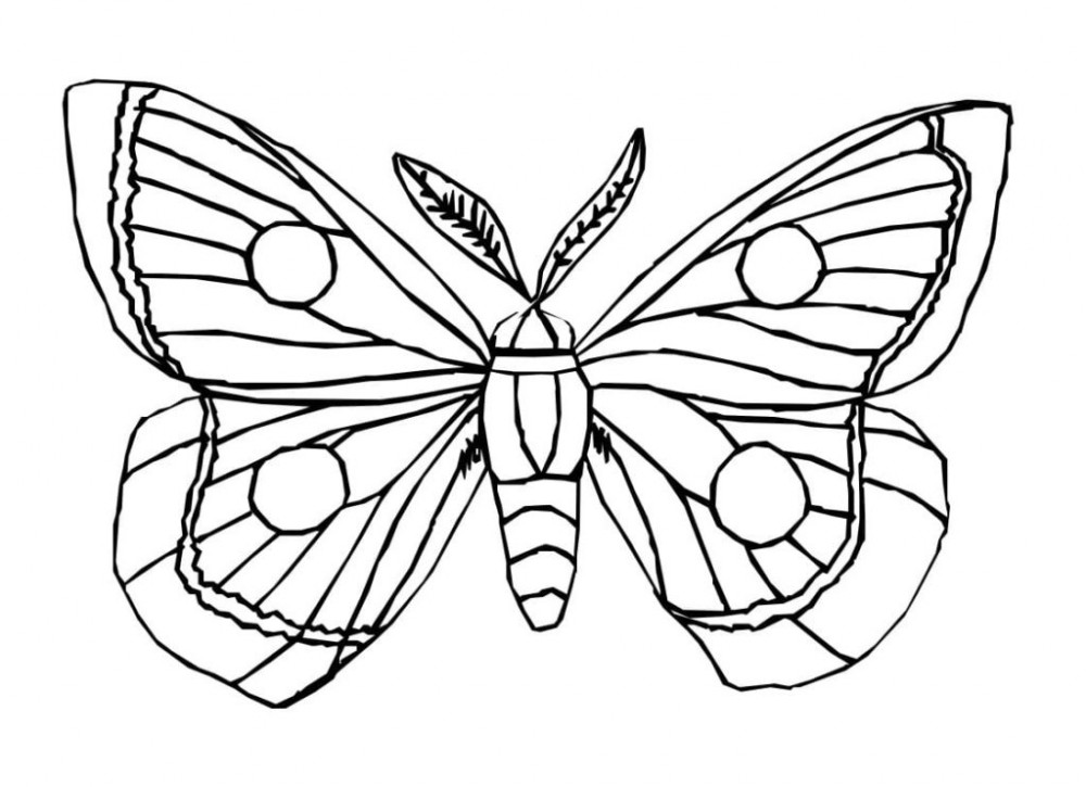 Бабочки Раскраски для детей