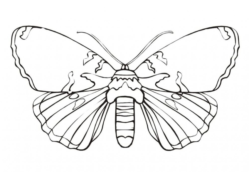 Гигантская бабочка