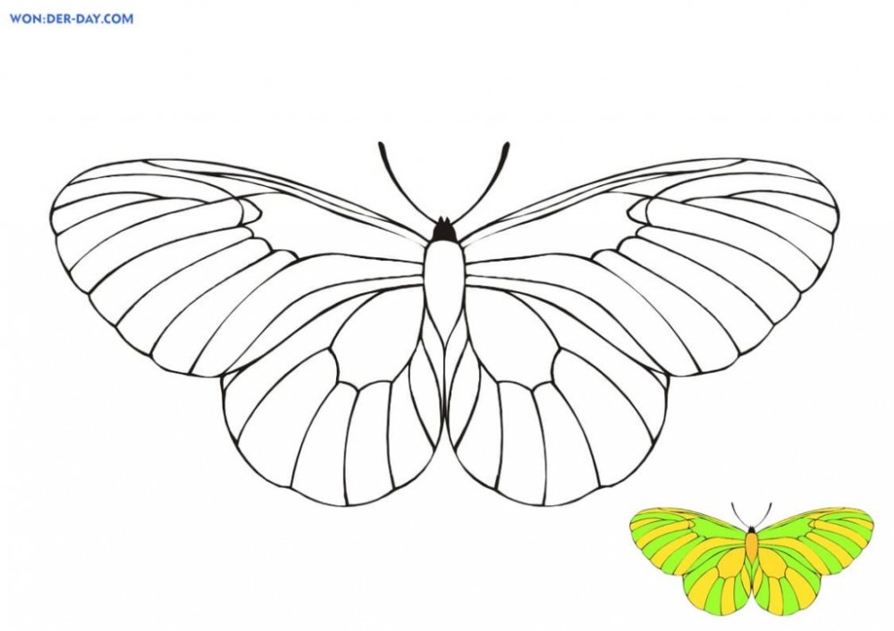 Желто-зеленая бабочка