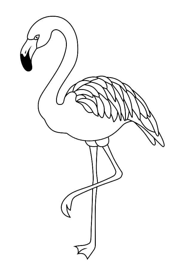 Изящный фламинго