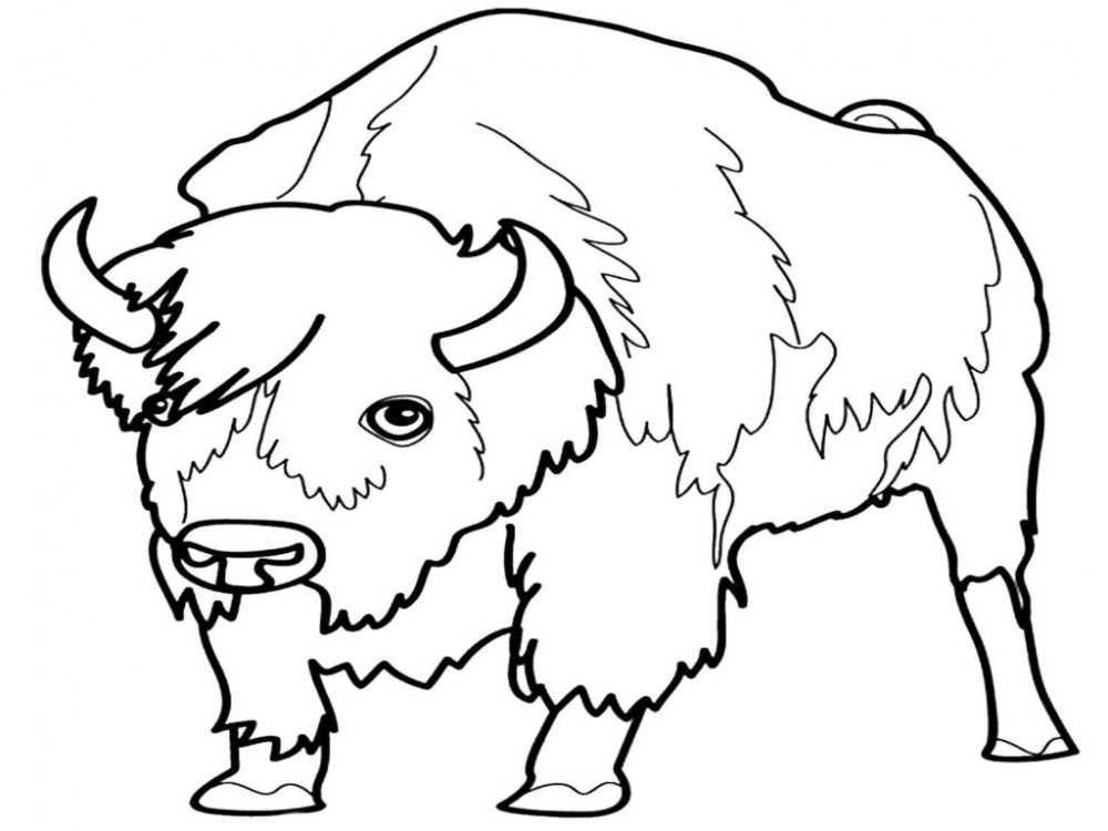Мохнатый буйвол