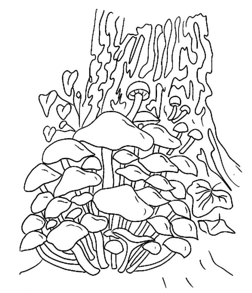 Раскраска грибы опята