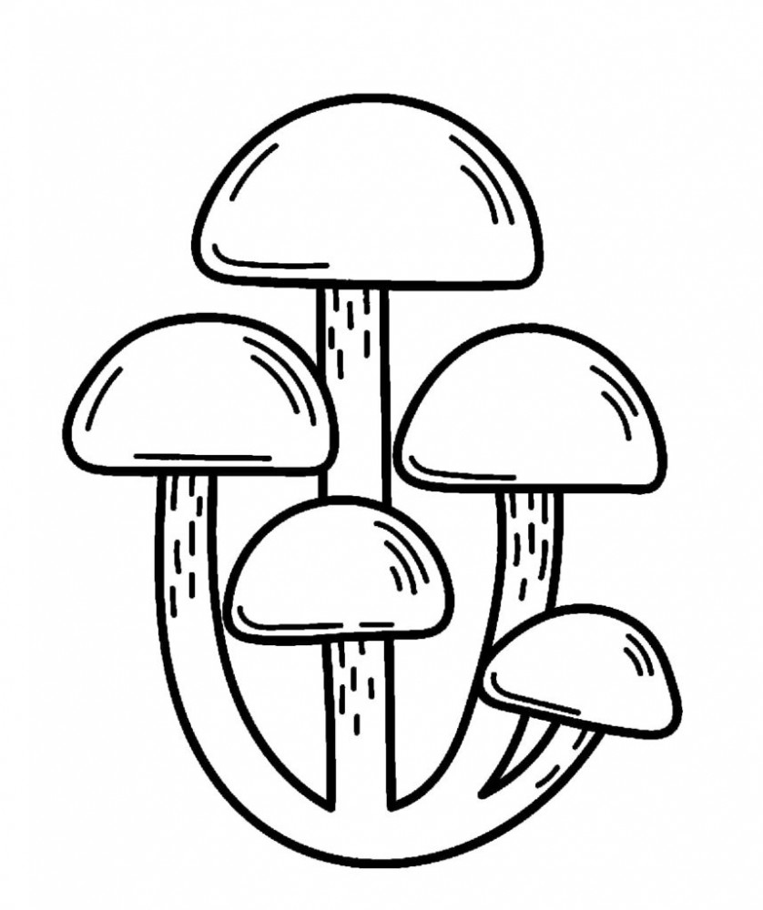 Семья грибов